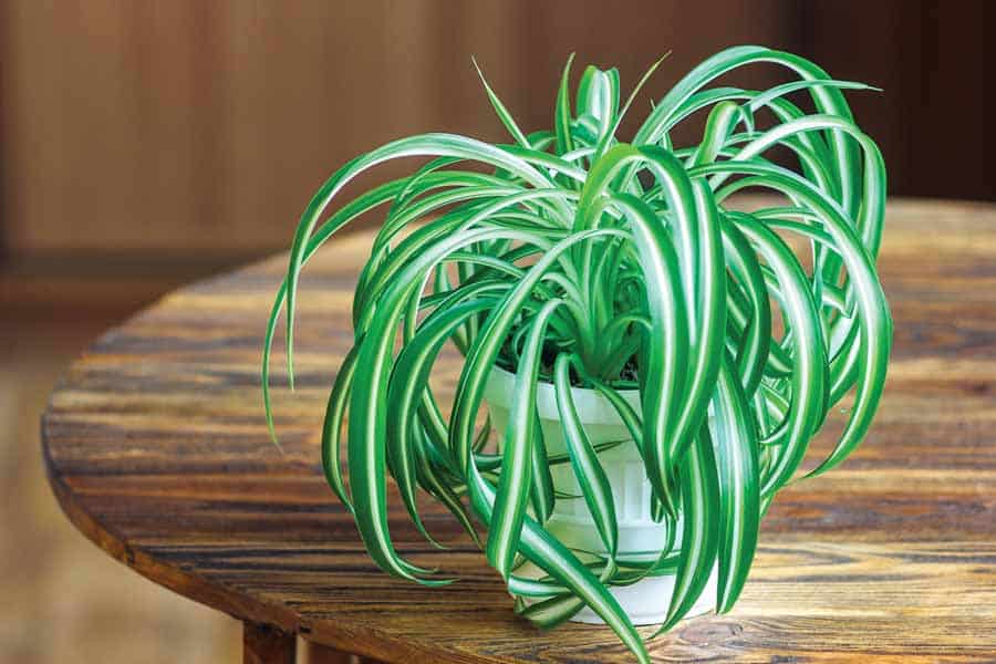 Zielistka Sternerba - roślina oczyszczająca powietrze.