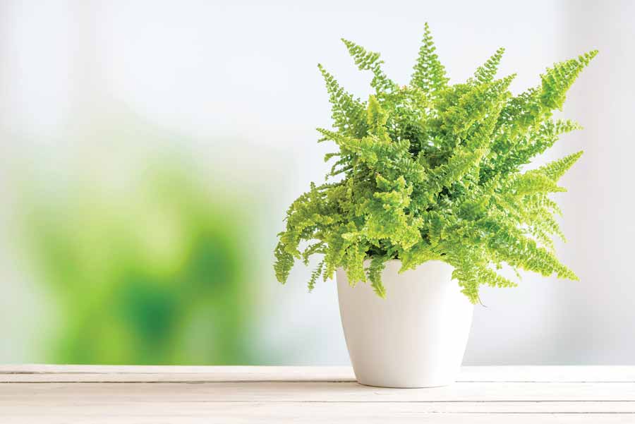 Rośliny oczyszczające powietrze – paprotka