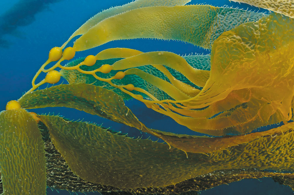 Phytomer glony morskie